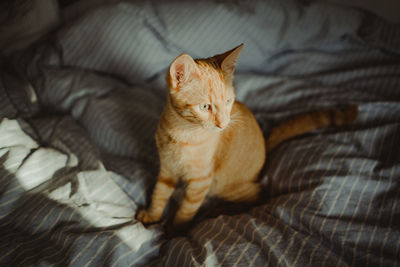 High angle view of cat resting on sofa at home