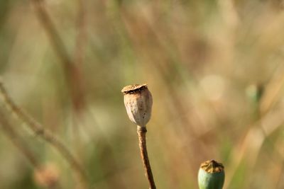 Close-up of dead plant