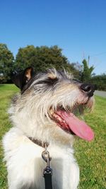 Close-up of dog standing on grass