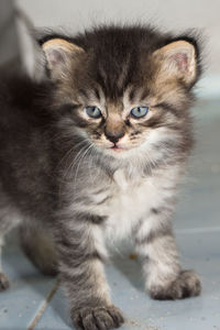 Close-up portrait of cat