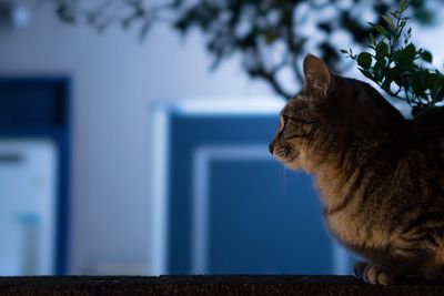 Close-up of cat sitting outdoors at night