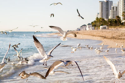 Seagulls flying over sea against sky