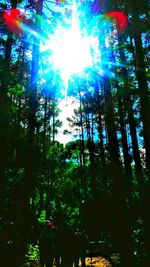 Sun shining through trees in forest