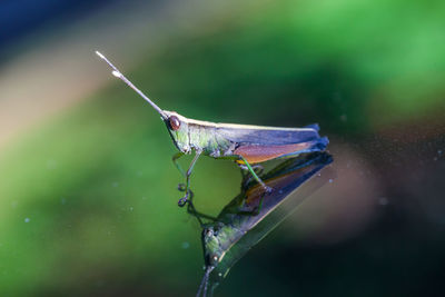 Close-up of insect on leaf