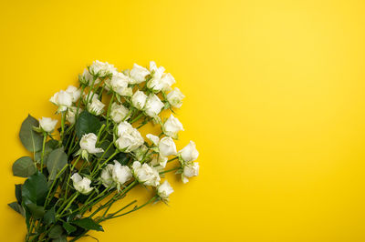 Close-up of white flower plant against yellow background