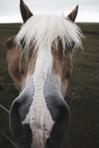 Close-up of horse in ranch