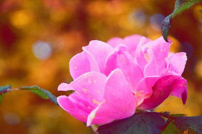 Close-up of pink flower blooming outdoors