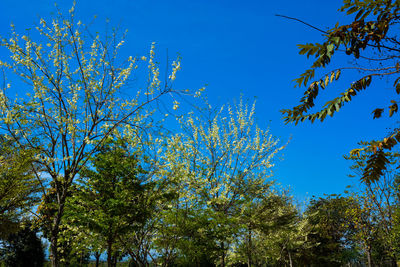 Low angle view of trees against blue sky