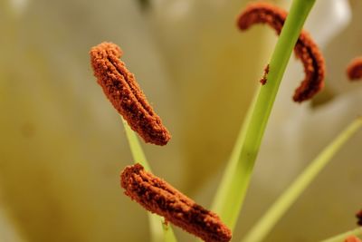 Close-up of red flower