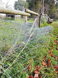 Plants growing in forest