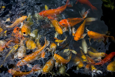 High angle view of koi carps swimming in pond