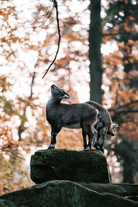 Klipspringers standing on rock