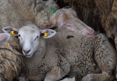 High angle view of sheep