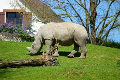 Horse grazing on field