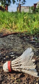 Close-up of logs on field