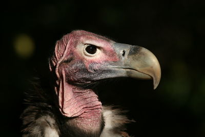 Close-up of vulture