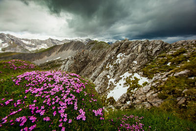 Pink flowers growing by alps against cloudy sky in winter