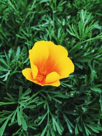 Close-up of yellow flower blooming outdoors