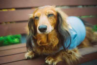 Portrait of dog sitting on floor