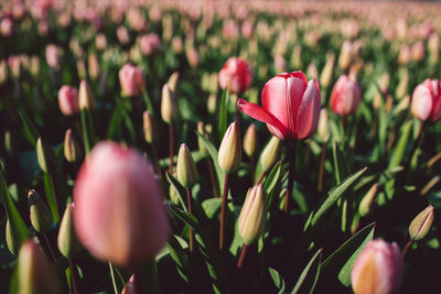 Close-up of pink crocus flowers on field