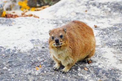 Portrait of rabbit on rock