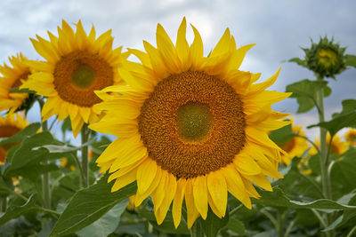 Close-up of fresh sunflowers blooming on field against sky