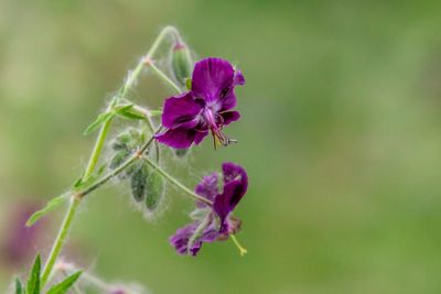 Close-up of purple flowering plant