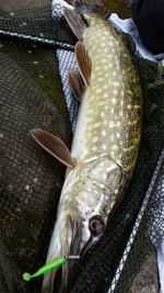 Close-up of dead fish