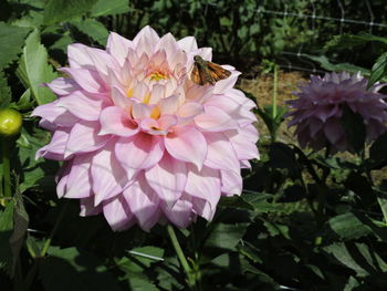 Close-up of pink flowers blooming outdoors