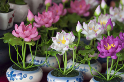 Close-up of pink flowers in pot