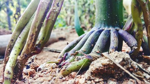 Close-up of vegetables on field