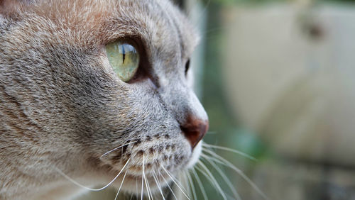 Close-up of a cat looking away