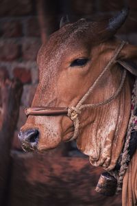 Close-up of horse in ranch