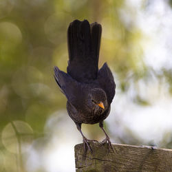 Close-up of bird perching on wood