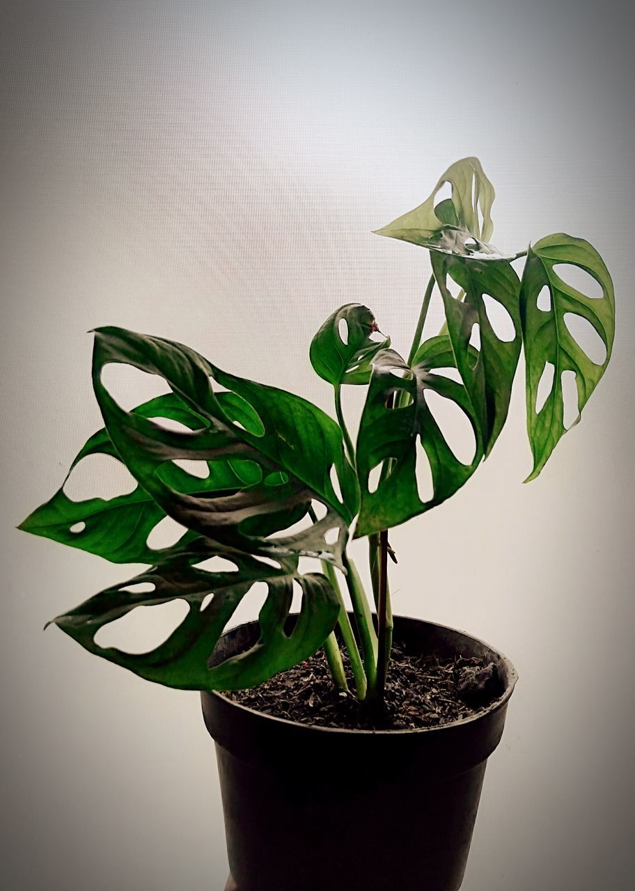 CLOSE-UP OF POTTED PLANT