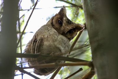 Low angle view of bird perching on branch