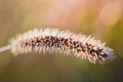 Close-up of wilted plant