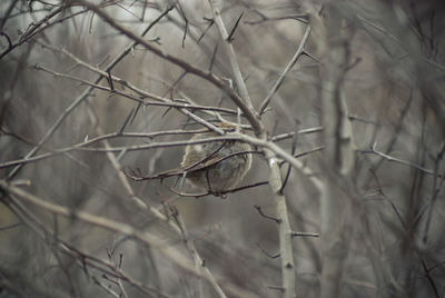 Close-up of dead plant against bare tree