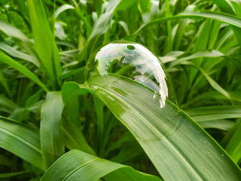 Close-up of butterfly on grass