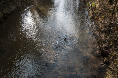 High angle view of duck swimming in lake