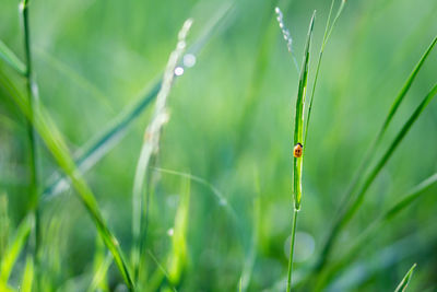 Close-up of insect on grass