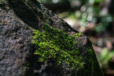 Close-up of moss growing on tree trunk