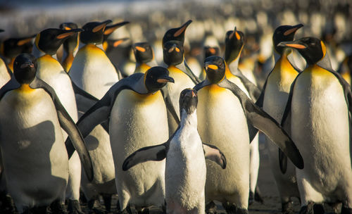 View of birds on land