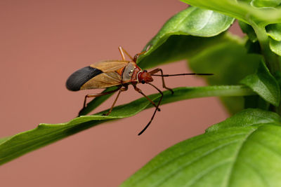 Close-up of insect on leaf