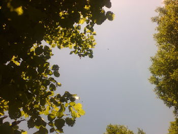 Low angle view of trees against clear sky