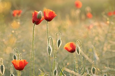 Close-up of red poppy flowers on field