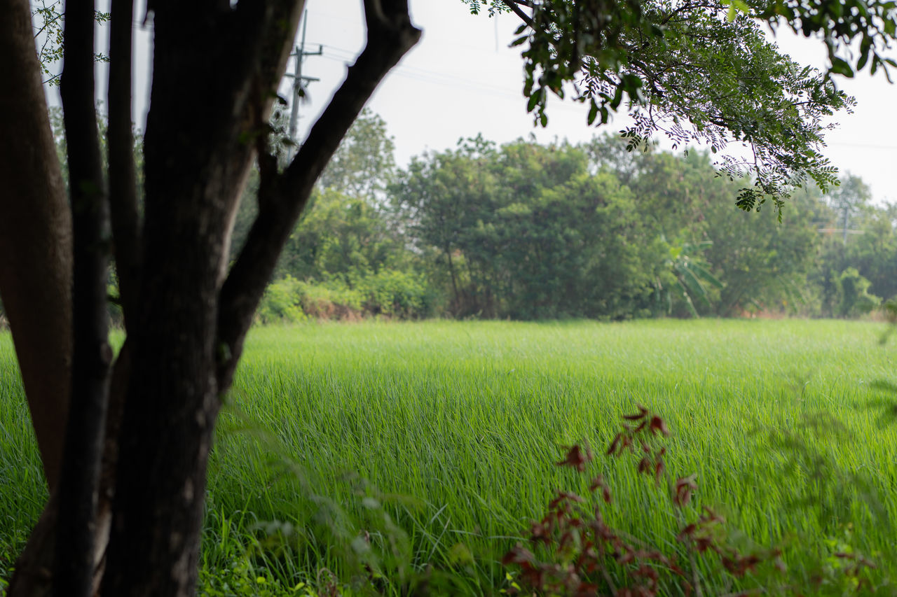 plant, tree, green, grass, natural environment, nature, land, growth, field, landscape, rural area, woodland, meadow, environment, flower, beauty in nature, tranquility, forest, lawn, leaf, tree trunk, trunk, sunlight, pasture, no people, scenics - nature, rural scene, day, tranquil scene, sky, outdoors, plantation, agriculture, non-urban scene