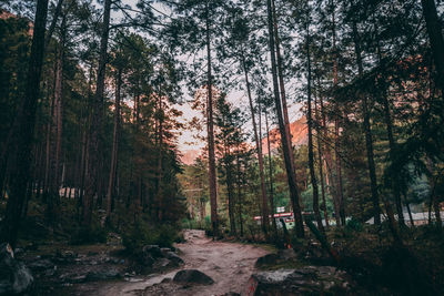 Trees in forest