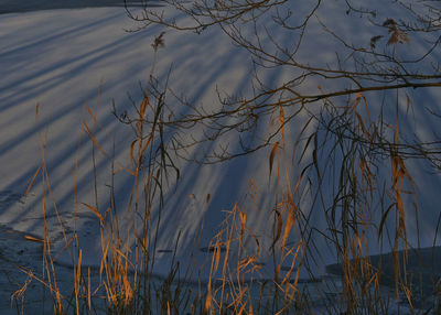 Close-up of plants by lake