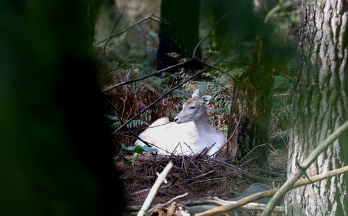 Bird sitting in a forest